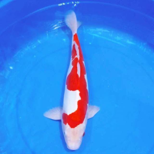 Kohaku doitsu murni male 45bu