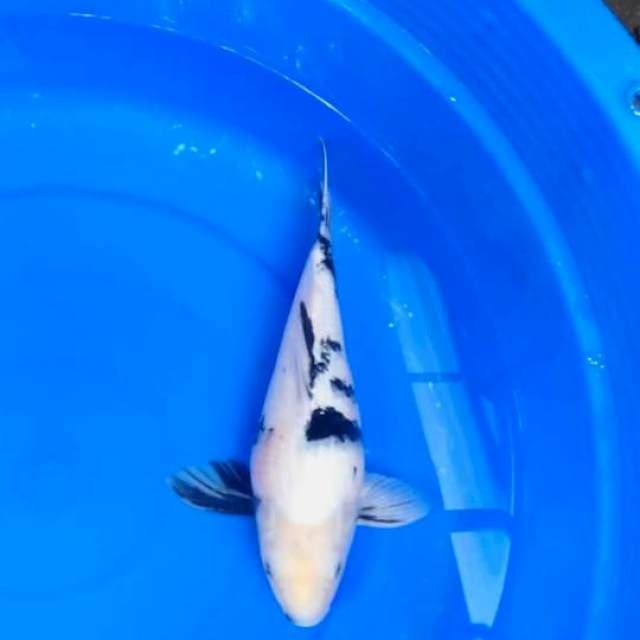 TAMASABA BODY PUNUK SHIRO male