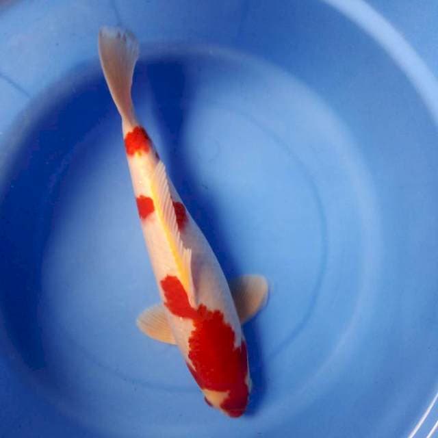 Kohaku 34cm male