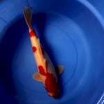 Kohaku 34cm male 