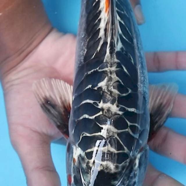 KIKO JUMBO 35cm