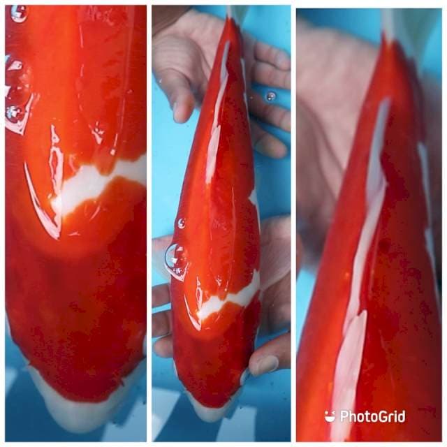 KOHAKU DOITSU 38cm Berpunuk