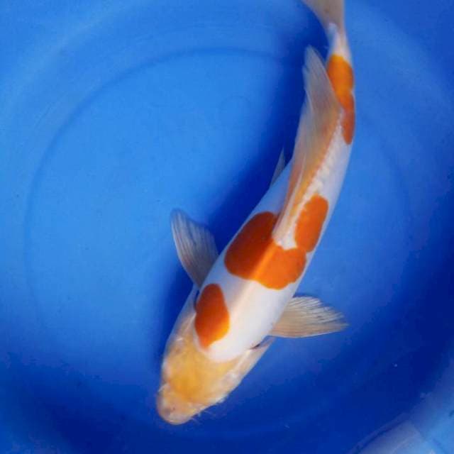 Antix 32cm