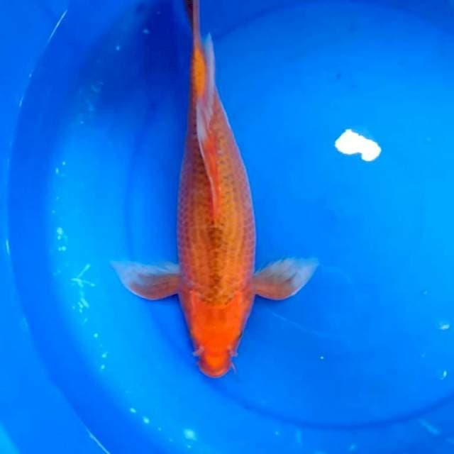 Kumpay 40 cm