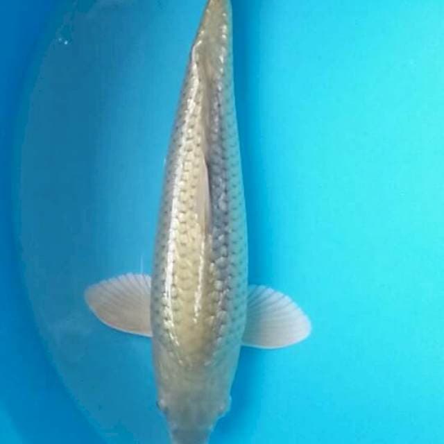 Chagoi midori 35cm