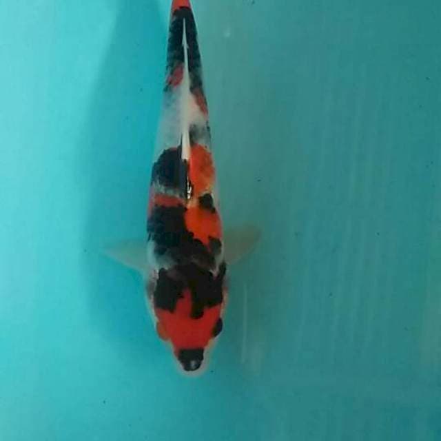 Showa 22cm