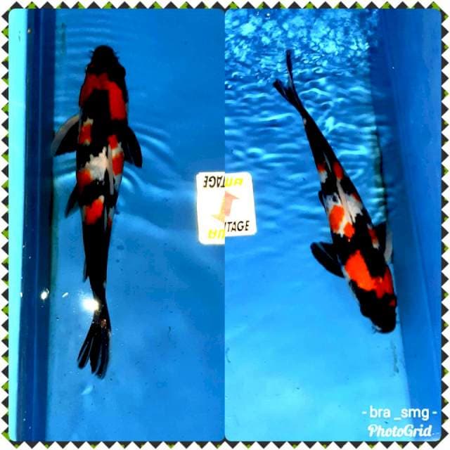 Showa mantaaap... 34cm