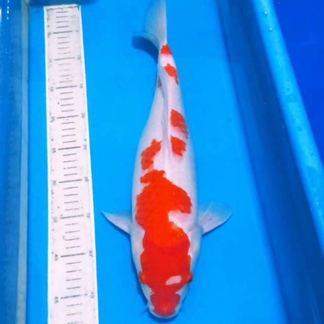 Kohaku jumbo bakalan induk 45up