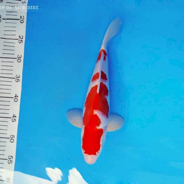 SAITAMA 5 ~ KOHAKU ™