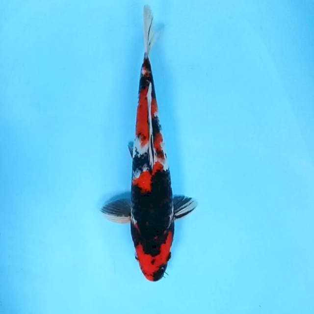 5. Showa || 33 cm || Jantan