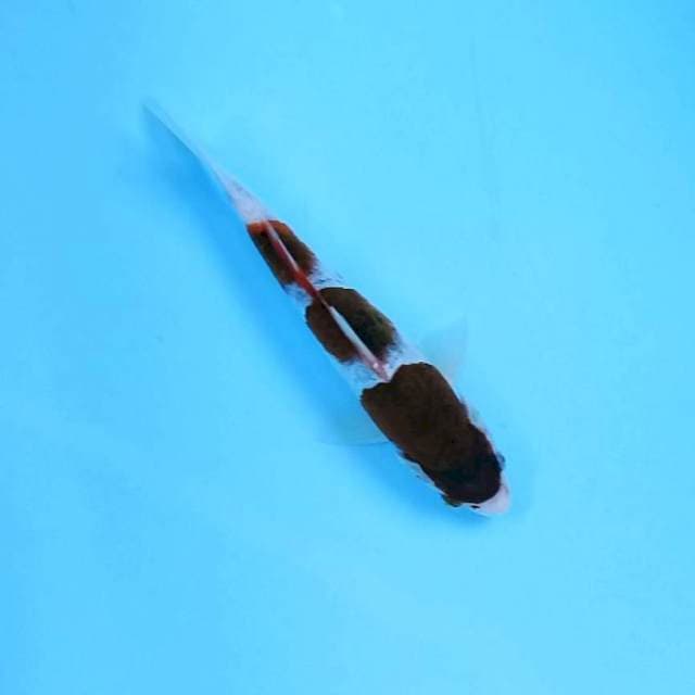 6. Goromo 3 step || 26 cm
