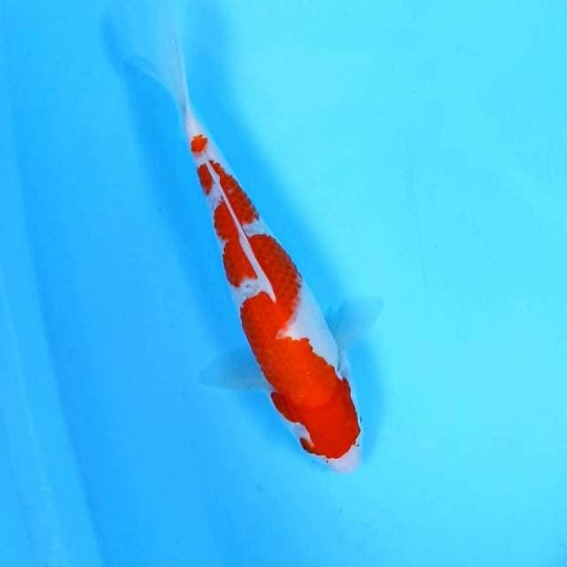 7. Kohaku Inazuma || 31 cm