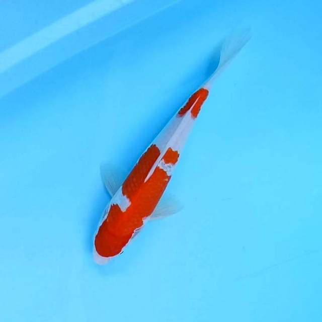 9. Kohaku || 31 cm || Jantan
