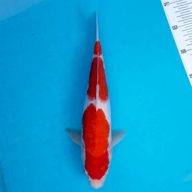 SANDAN KOHAKU 32 CM MALE