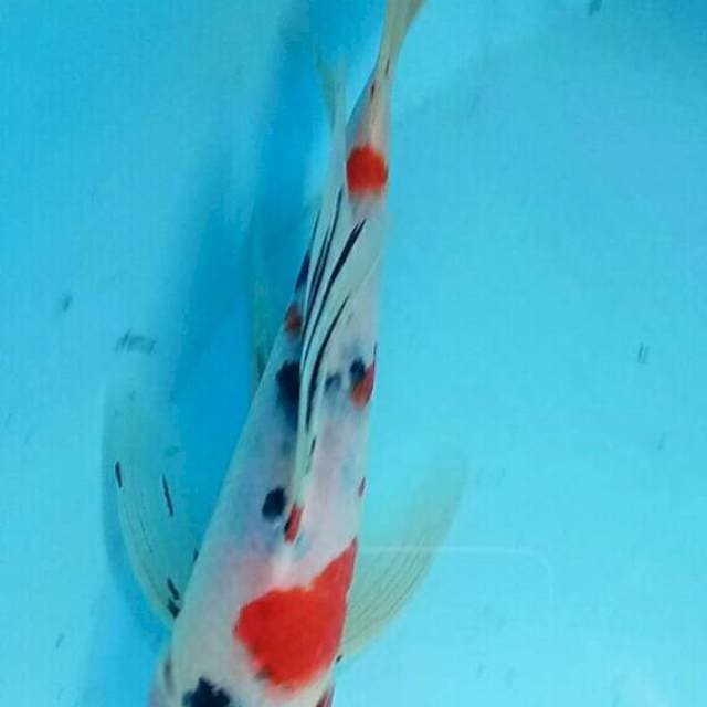 Kumpai sanke 26 cm