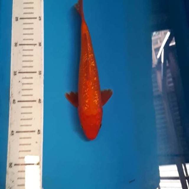 AKAHAJIRO GINDRIN 24 CM