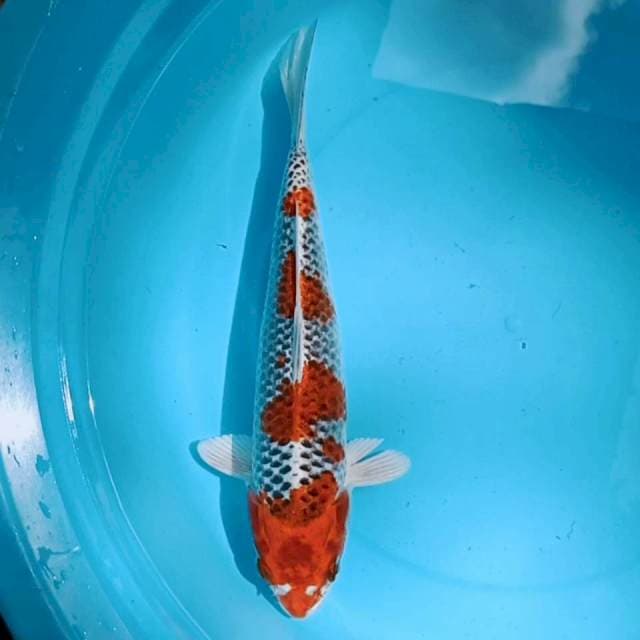Kujaku jos 27cm