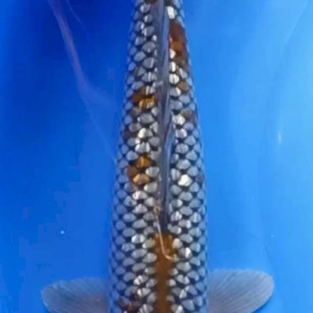Jumbo ochiba 40cm