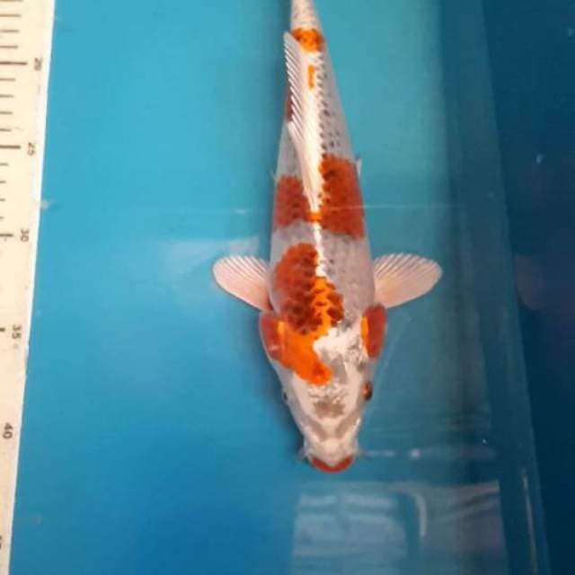 KUJAKU 30 CM