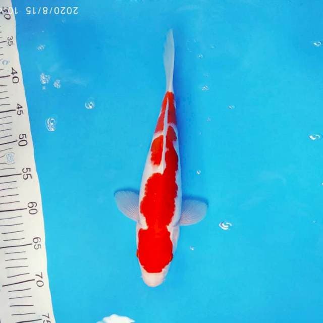 SAITAMA 12 ~ KOHAKU ™