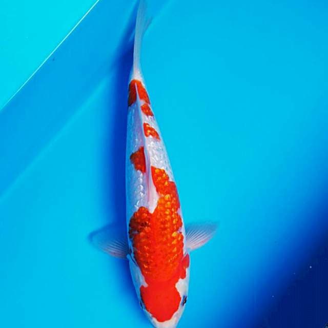 Maruten ginrin 31cm male