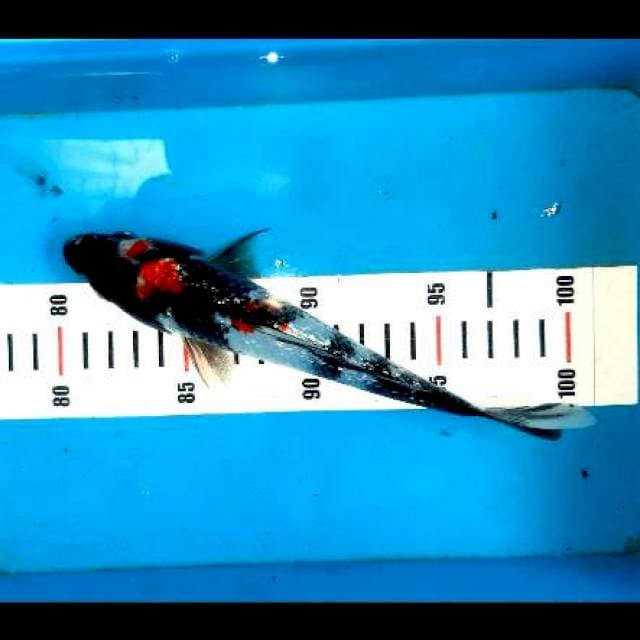 Showa ginrin 21cm siip...👍