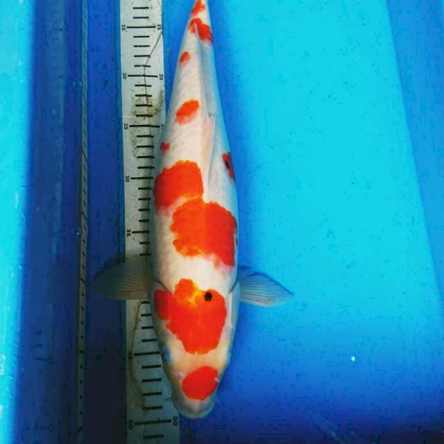 MARUTEN SANKE 43 cm