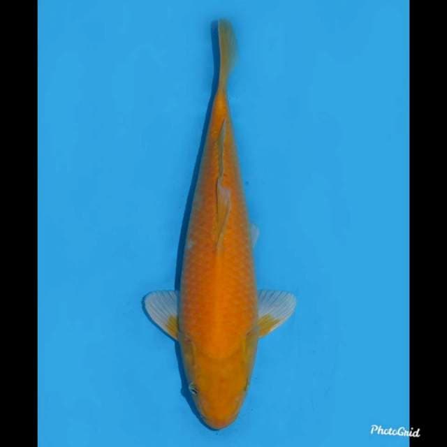35cm , Karashigoi Moto Aka , Male