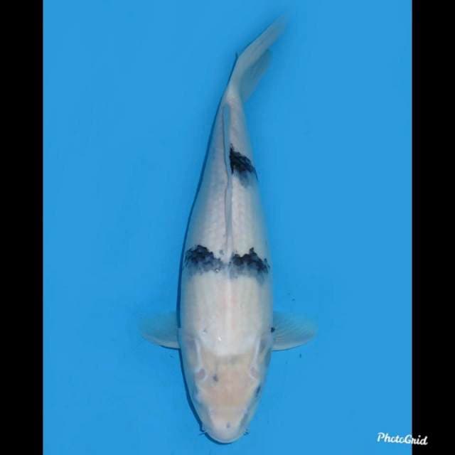 36cm , Jumbo Shiro Tategoi