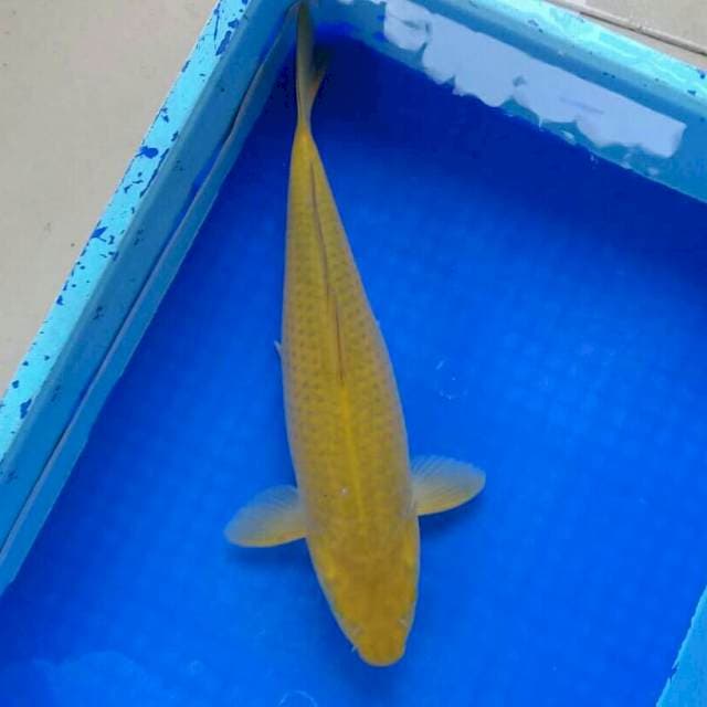 40cm MidoriGoi