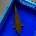 40cm MidoriGoi