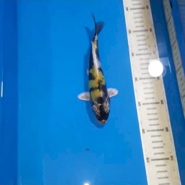 SUPER ANTIQUE KIN SHOWA DOITSU 20 CM