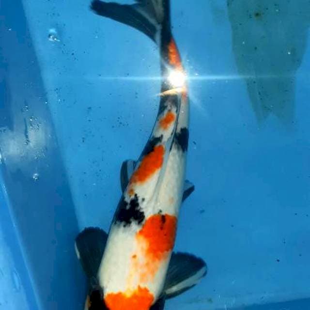 Kindai showa 36cm sloww...