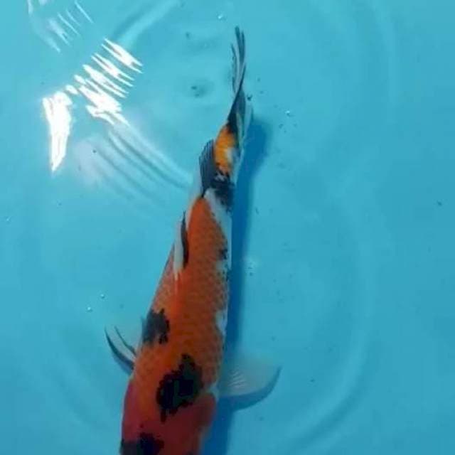 Showa 22cm