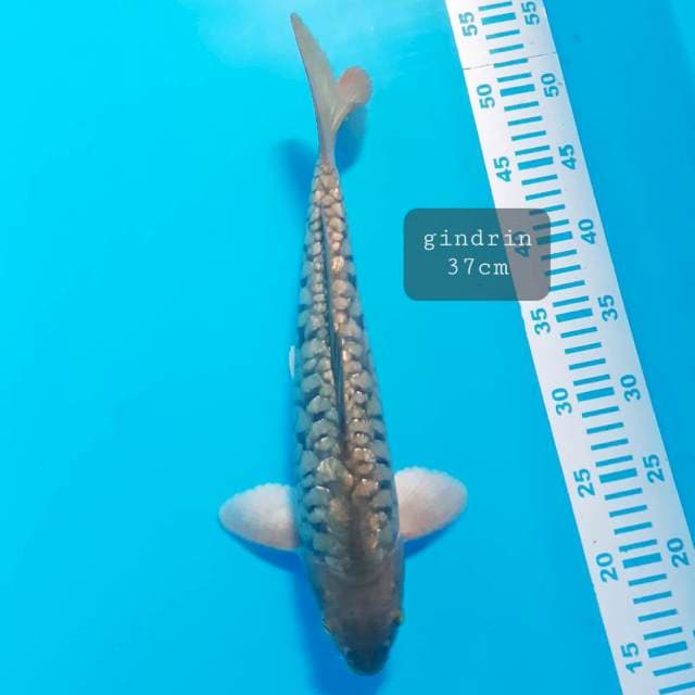 Midori 37cm