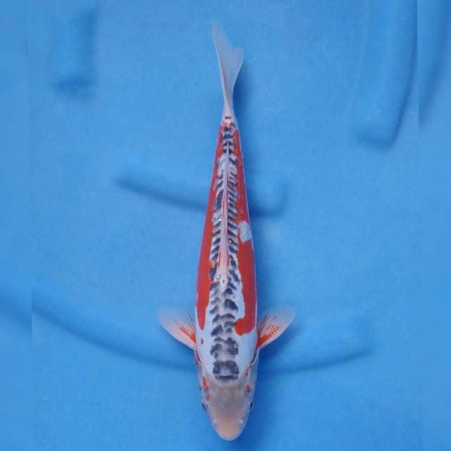 Yamaju Shusui