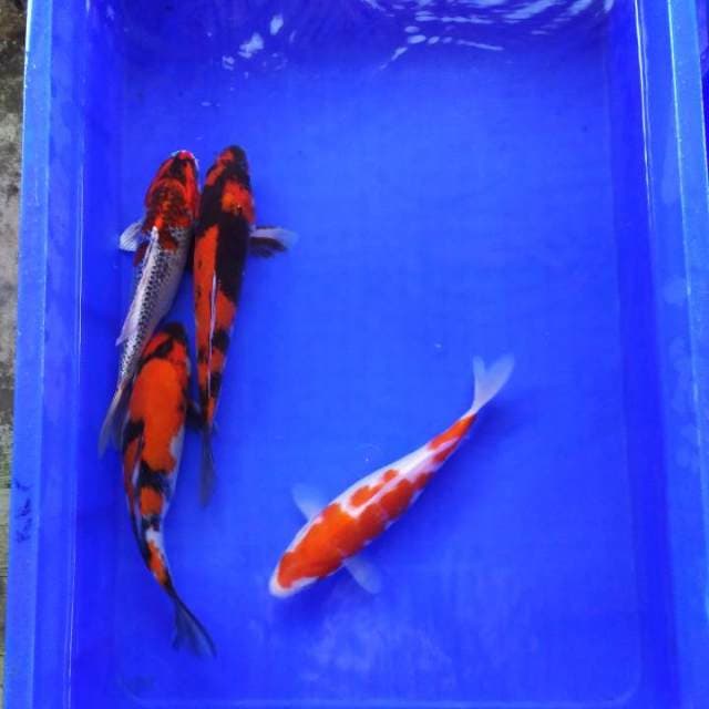Mix