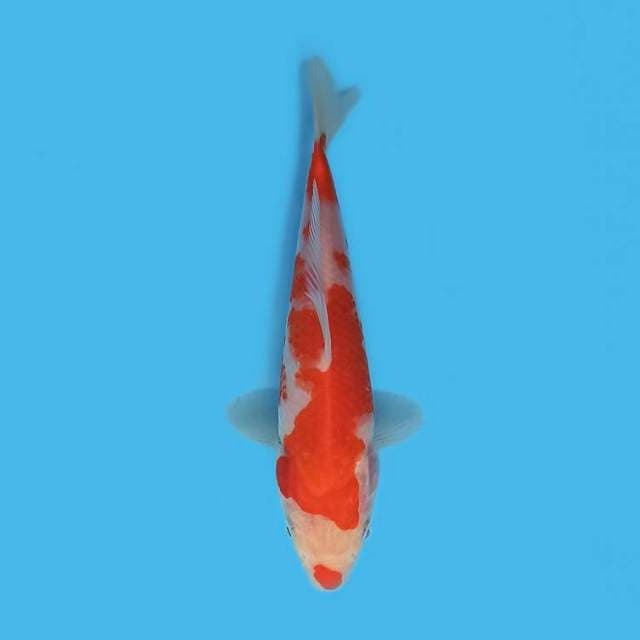 Kohaku kuchibeni 17 cm