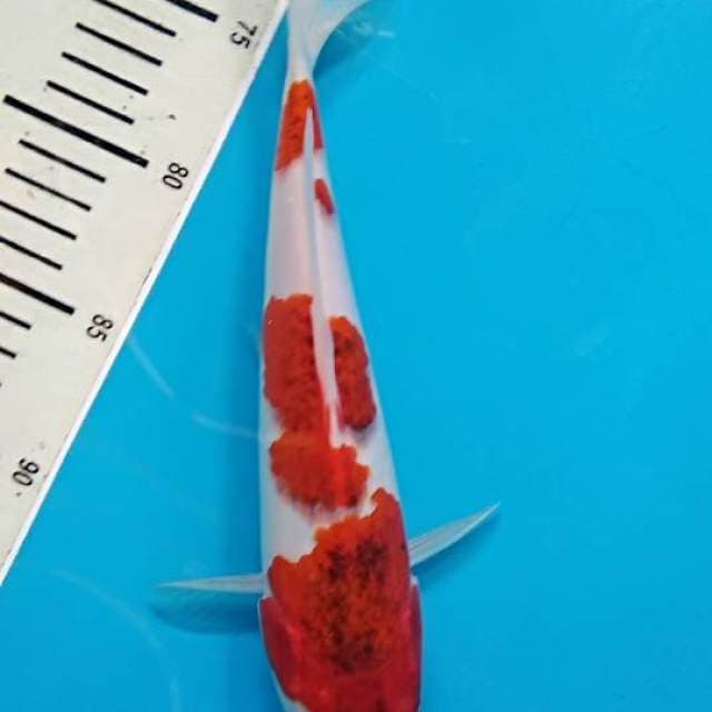 Goromo