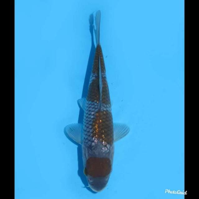 18cm , SQ Maruten Ochiba Ginrin