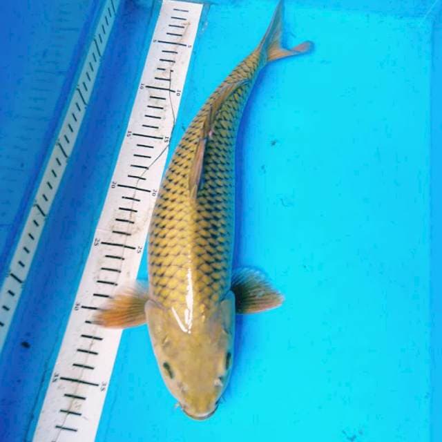 MIDORIGOI PUNUK  37 cm
