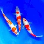 Kohaku Doitsu murni