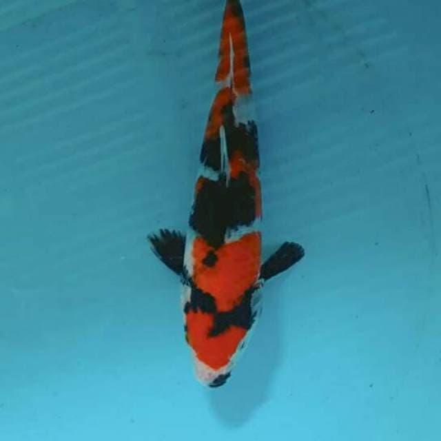 Showa 25cm