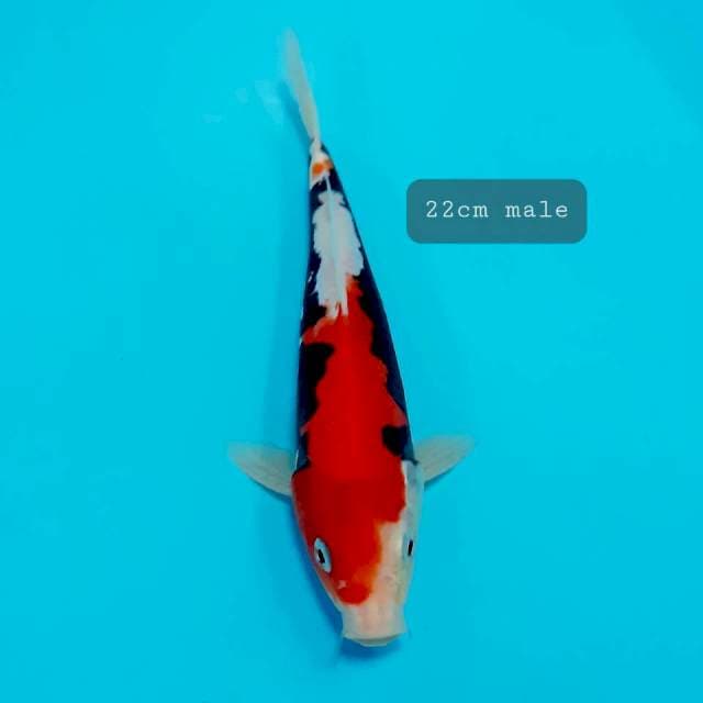 Kumon 22 cm