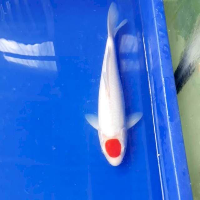 Tancho Muluuss 31 cm