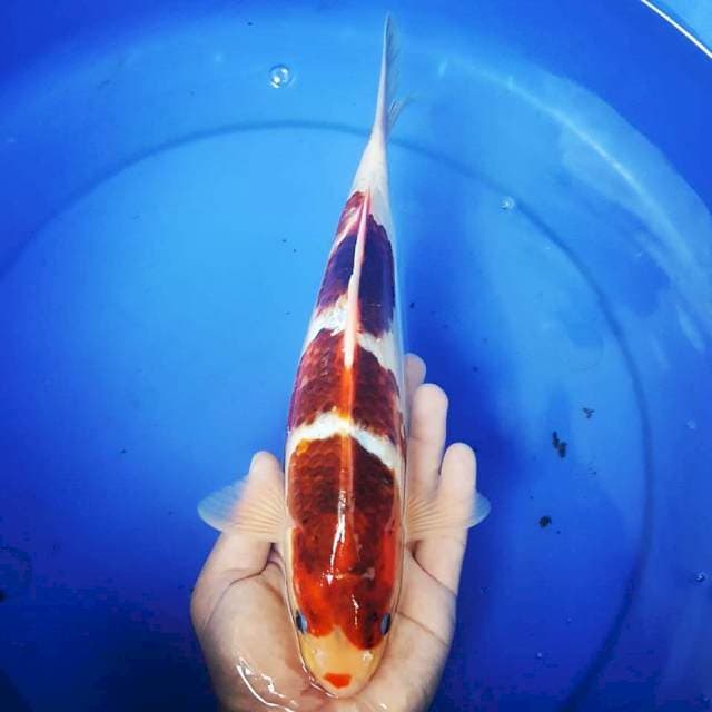 GOROMO ~ 35CM