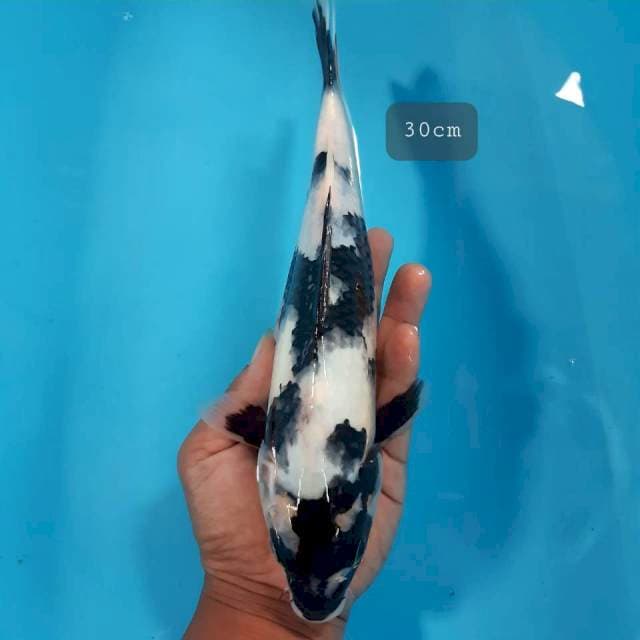 Shiro 30 cm