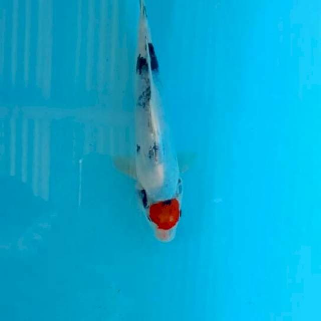 Tancho showa24cm