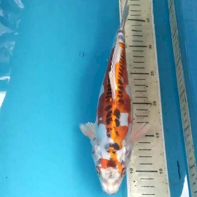 Kikokuryu 29cm