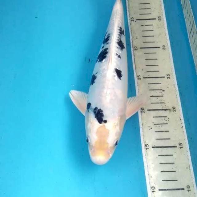 Antik 29cm